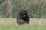 BOUVIER DES FLANDRES 088